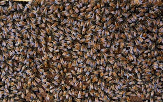 意蜂王多少錢(qián)一只