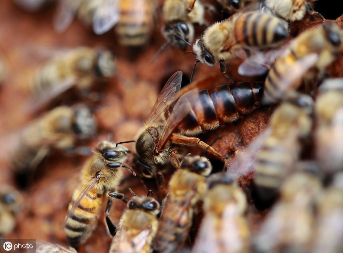 為什么用分區(qū)法能抑制“白堊病”？因此法是以“五不”為管蜂原則