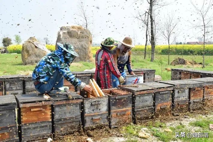 意大利引進(jìn)國(guó)內(nèi)的蜜蜂，嚴(yán)重危害中華蜜蜂，為啥我國(guó)還要大量養(yǎng)殖？