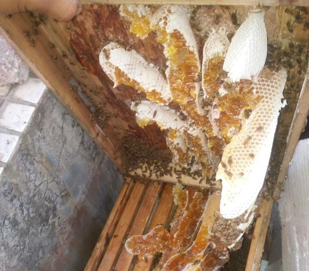 怎樣才能養好中華蜜蜂？