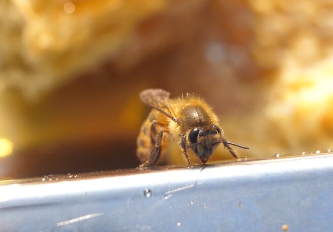 濃縮蜜和原蜜怎么區別