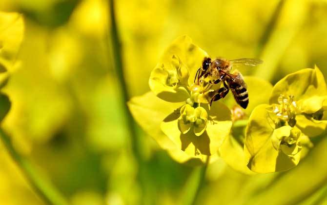 偵查蜂一般在什么地方出現