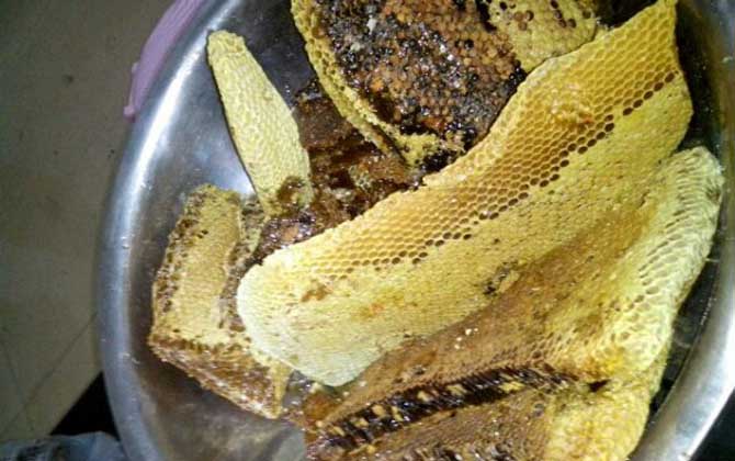 土養(yǎng)蜜蜂取蜜在什么時候好