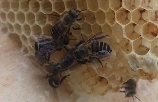 大蜂場是怎樣發(fā)展蜂王的（大型蜂場是怎么換王的）