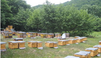 定點養(yǎng)蜂場綠化種什么樹好（這8種樹綠化效果好，又是難得的蜜源植物，花蜜營養(yǎng)價值極高）