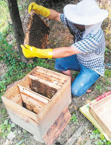 怎么樣養蜂才能快速發展起來（怎樣養蜜蜂才能快速發展起來，發展慢是什么原因）