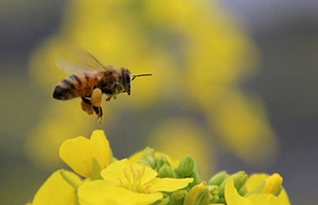 如何讓蜜蜂安全度過夏天？