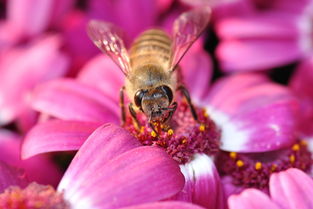 松丹一號(hào)蜂能取漿嗎（中華蜜蜂也能取蜂王漿，為什么養(yǎng)蜂人都不取呢）