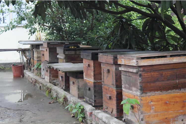 辣椒花有粉蜜嗎（辣椒開(kāi)花了需不需要授粉）
