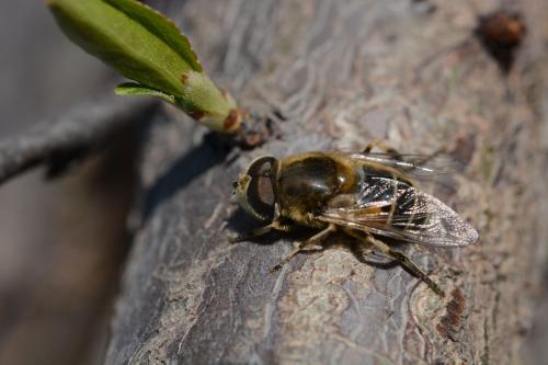 蜂場殘余意蜂收集起來介王可以嗎（養(yǎng)蜂人走后收集散蜂，然后用中蜂王去管理行嗎）