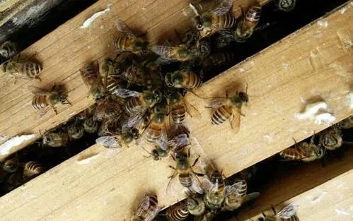 蜜蜂的生命周期有多長(zhǎng)