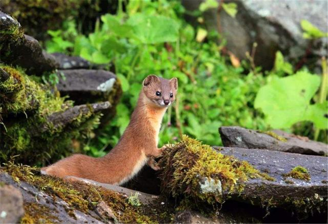 新疆帕米爾高原發(fā)現(xiàn)香鼬，不足1斤，敢捕食比自己重100倍的盤(pán)羊