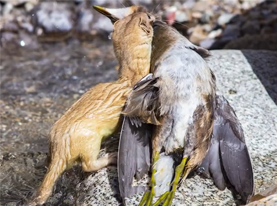 新疆帕米爾高原發(fā)現(xiàn)香鼬，不足1斤，敢捕食比自己重100倍的盤(pán)羊