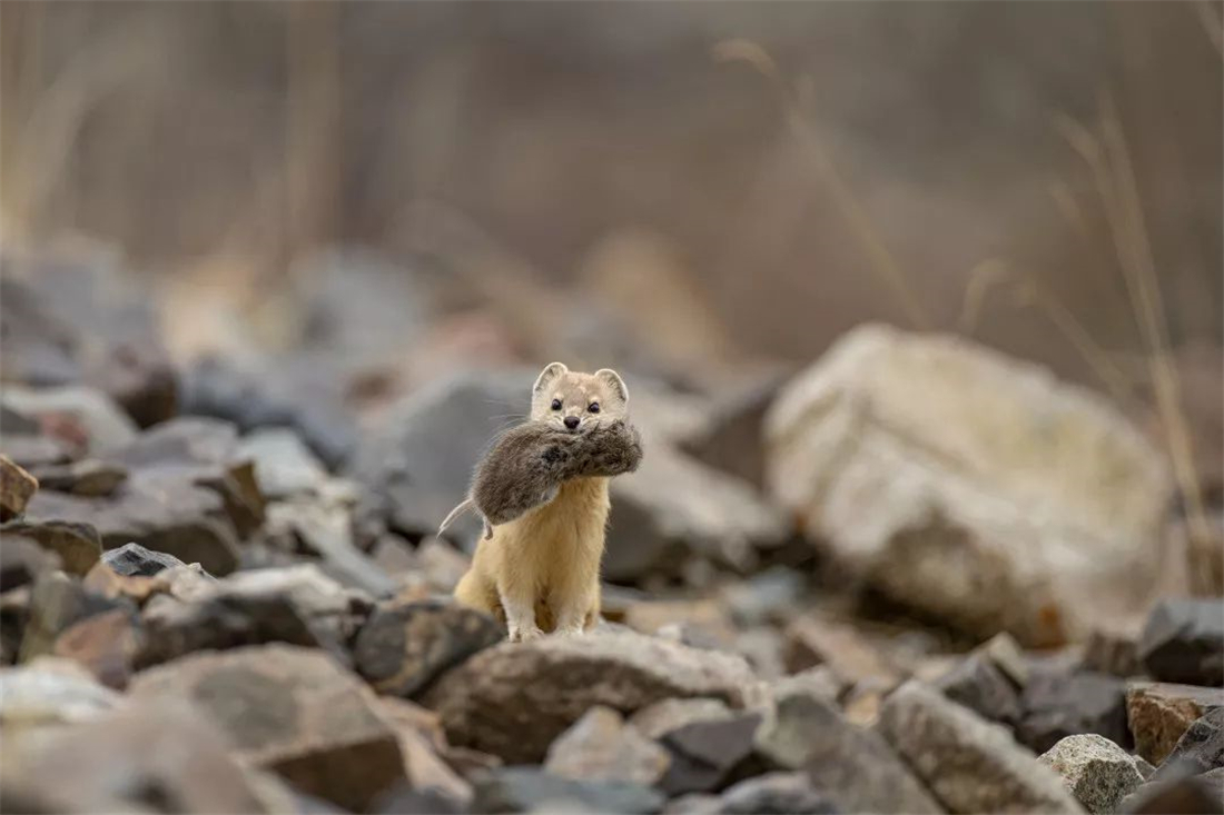 新疆帕米爾高原發(fā)現(xiàn)香鼬，不足1斤，敢捕食比自己重100倍的盤(pán)羊