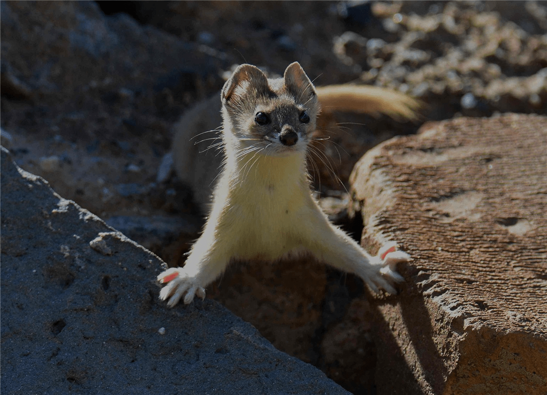 新疆帕米爾高原發(fā)現(xiàn)香鼬，不足1斤，敢捕食比自己重100倍的盤(pán)羊