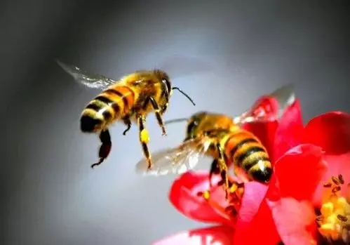 偵查蜜蜂特征（偵查蜂一般在什么地方出現）