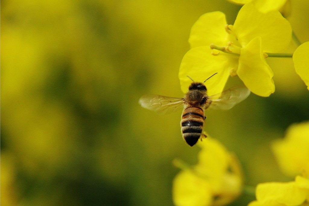 如何評(píng)估蜜蜂養(yǎng)殖規(guī)模（蜜蜂飼養(yǎng)規(guī)模與產(chǎn)值效益調(diào)查分析）
