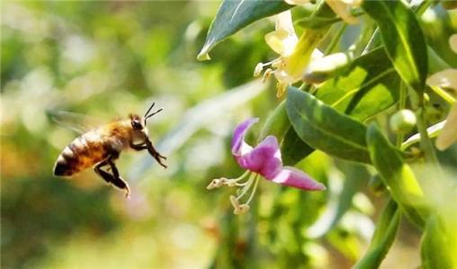 養(yǎng)蜂人一年能賺多少錢？