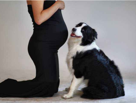 懷孕了，該不該把狗狗送走？