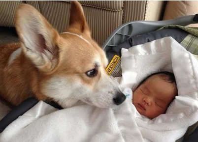 懷孕了，該不該把狗狗送走？