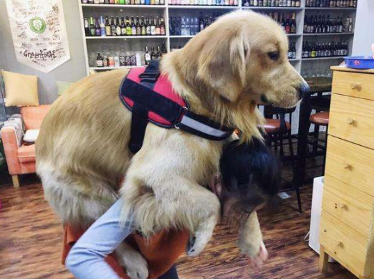 懷孕了，該不該把狗狗送走？