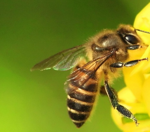 云貴高原養(yǎng)中蜂會度夏嗎（淺議中蜂度夏）