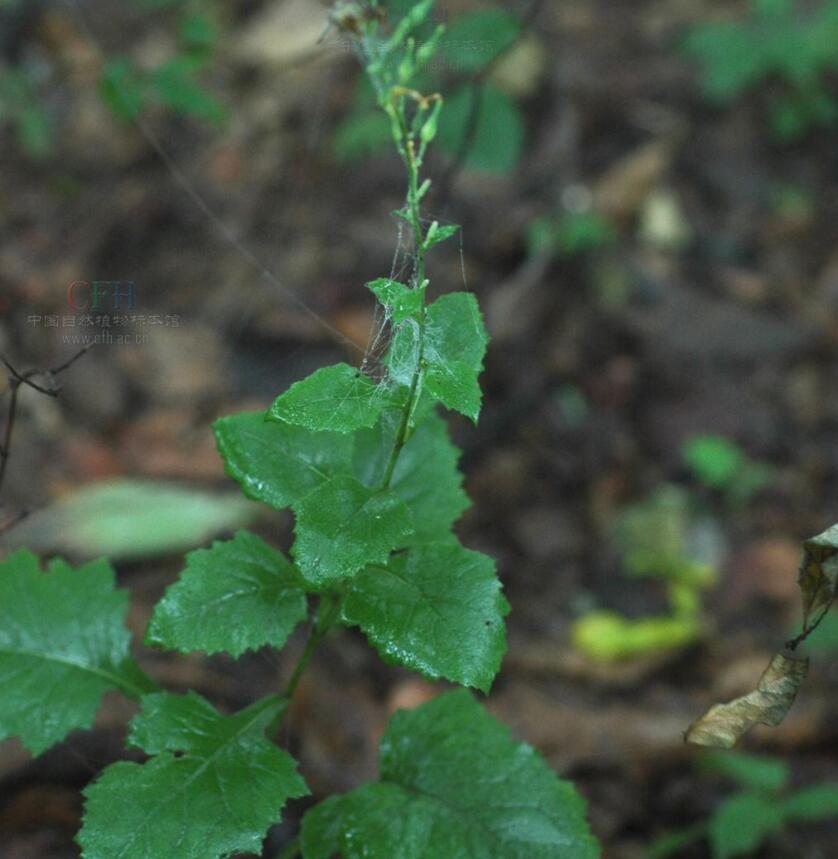消失100多年！云南發(fā)現(xiàn)極危物種異葉苣苔，野生華南虎會出現(xiàn)嗎？