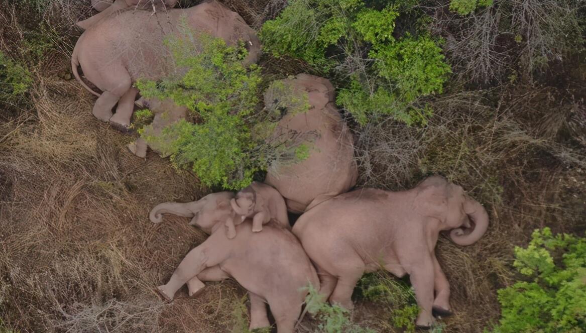 消失100多年！云南發(fā)現(xiàn)極危物種異葉苣苔，野生華南虎會出現(xiàn)嗎？