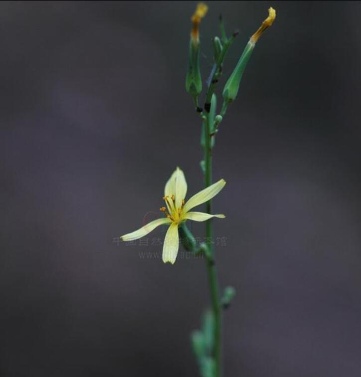 消失100多年！云南發(fā)現(xiàn)極危物種異葉苣苔，野生華南虎會出現(xiàn)嗎？