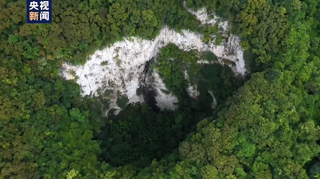 消失100多年！云南發(fā)現(xiàn)極危物種異葉苣苔，野生華南虎會出現(xiàn)嗎？