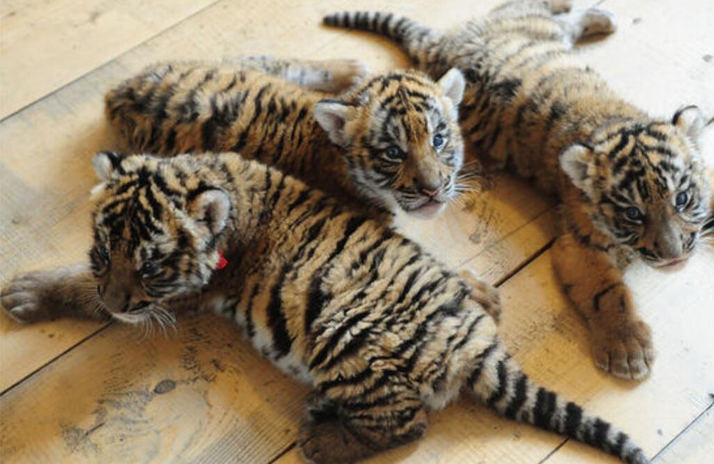 消失100多年！云南發(fā)現(xiàn)極危物種異葉苣苔，野生華南虎會出現(xiàn)嗎？