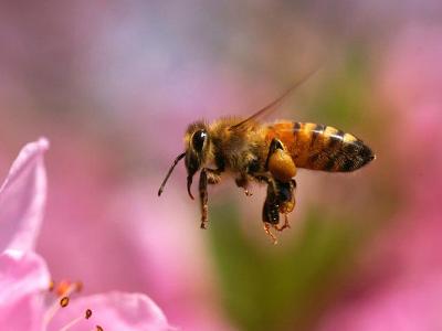 阿壩中蜂冬天可以產子嗎（冬天里中蜂會工產嗎）