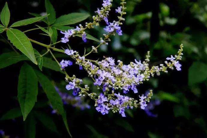 在農村養殖蜜蜂賺錢嗎？