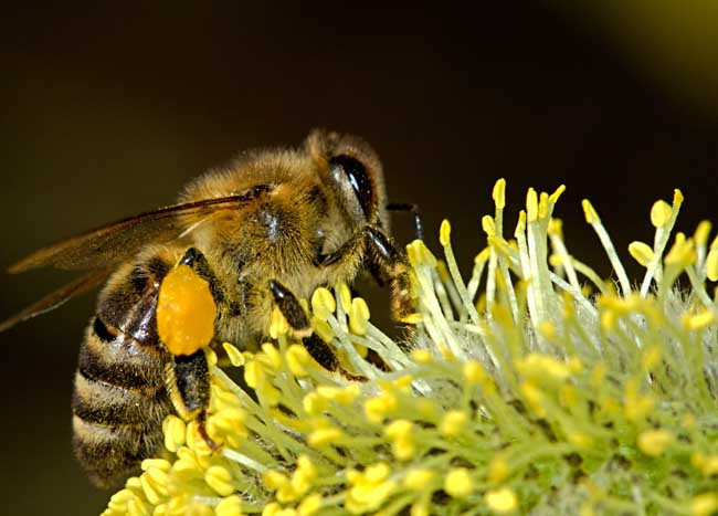 工蜂尾部有個白色物體是什么東西（蜜蜂尾巴出現(xiàn)白色的物質是什么）