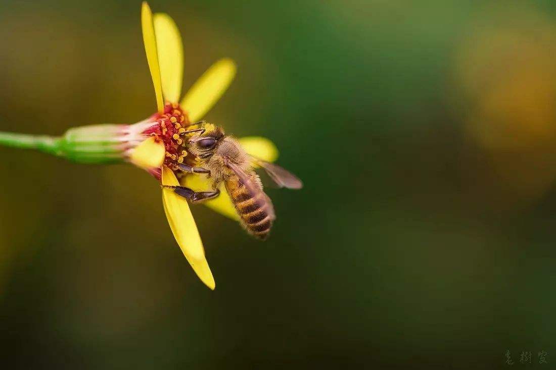 蜜蜂養殖需要掌握哪些知識？