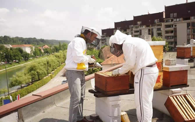 城市高樓可以養蜜蜂嗎