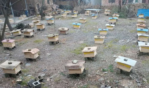 國家對養(yǎng)蜂場所建板房有新政策嗎（國家對養(yǎng)蜂地點的政策）