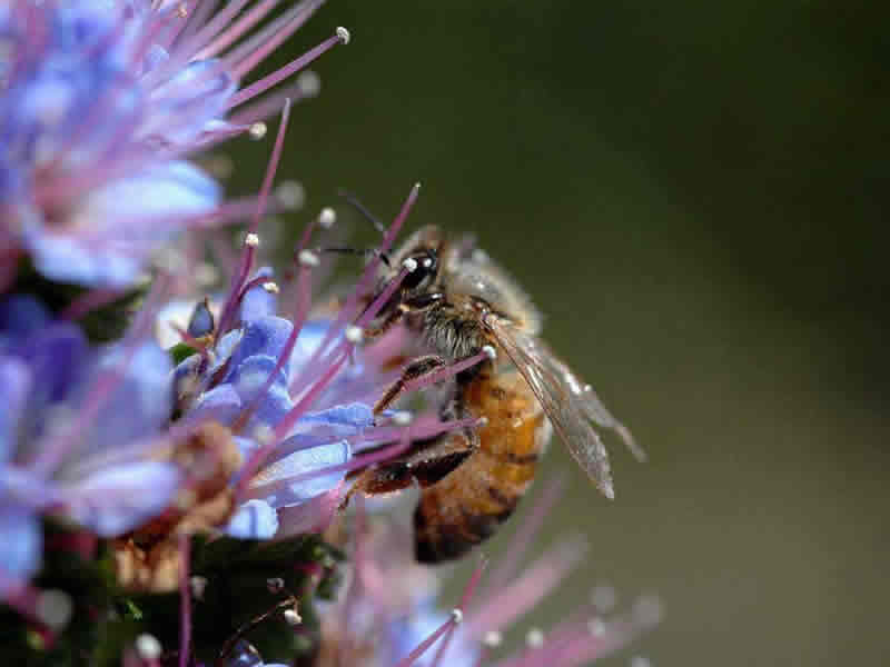 意大利蜂和中華蜜蜂能一起養嗎?