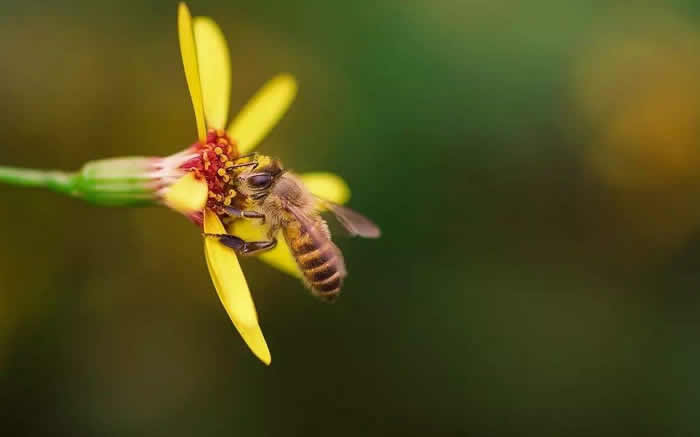 蜜蜂怎么分蜂？