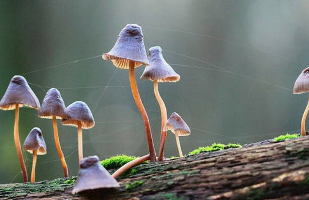 野生蘑菇要慎食，民間流傳下來的“辨別經(jīng)驗”并不靠譜