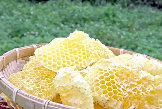 什么是蜜蜂巢脾？