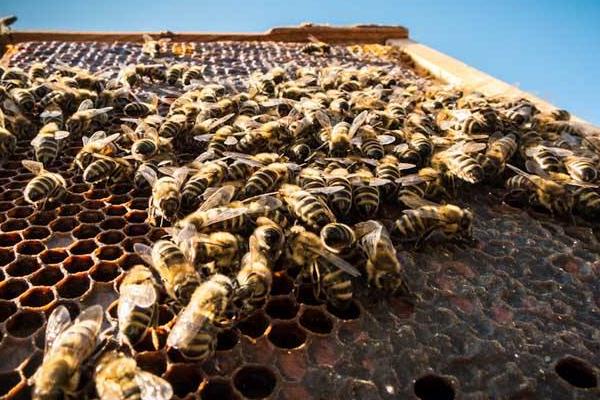 蜜蜂秋繁什么時候開始什么時候結束（蜜蜂秋繁的起止時間）