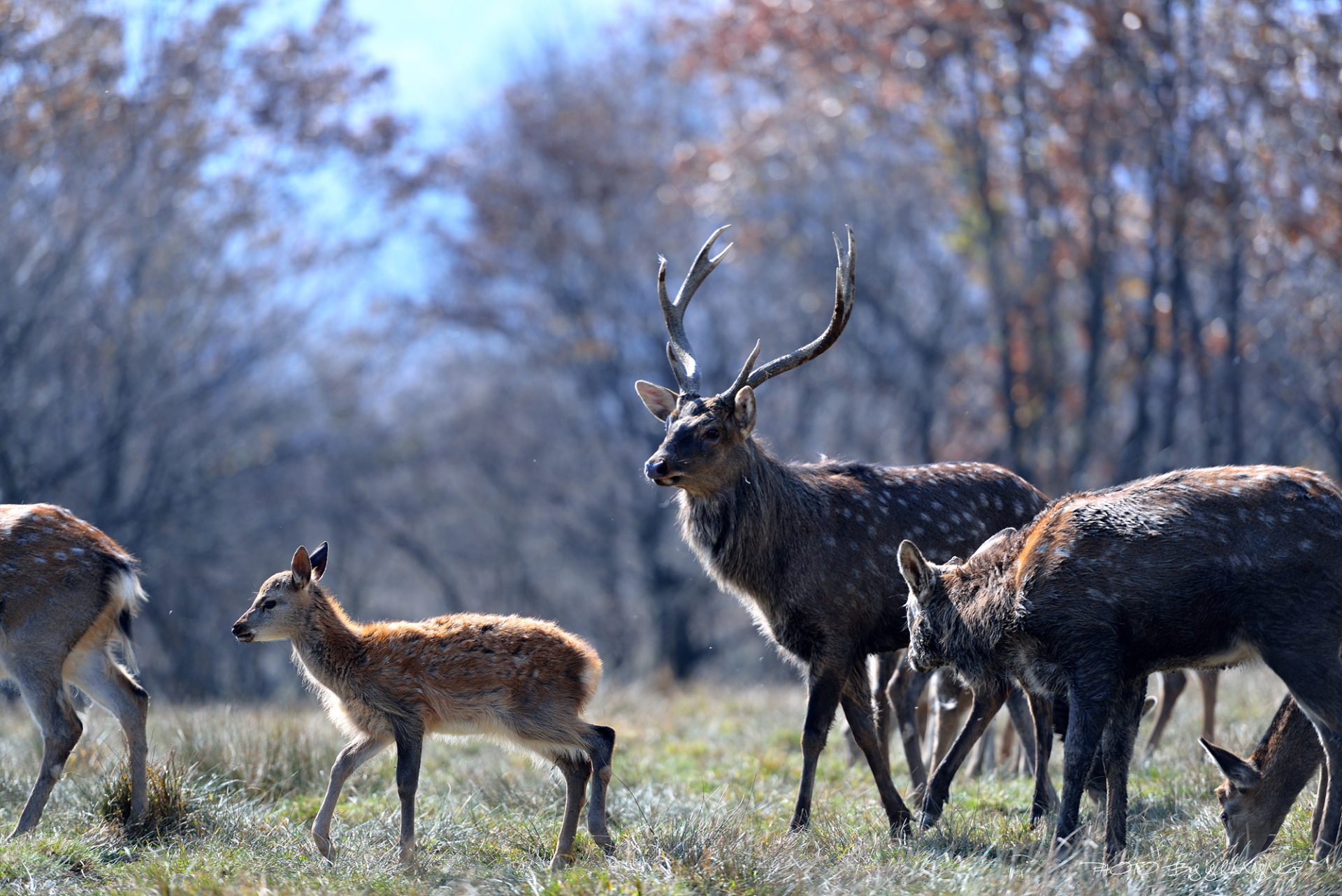 鹿角每年都會自然脫落，人類為何割鹿茸，而不是撿拾脫落的鹿角？
