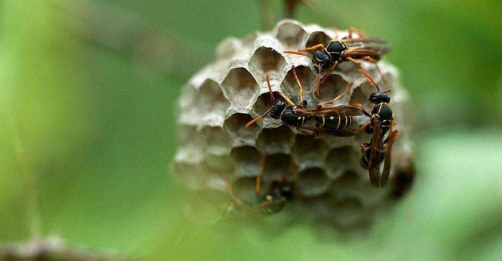 蜜蜂是怎么筑巢的？