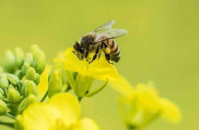 三步教你入門養蜂