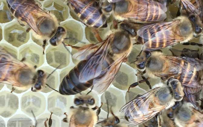 分蜂是老王走還是新王走（分蜂機制是什么）