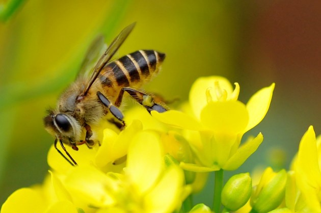 怎樣養(yǎng)蜂蜜蜂才不會飛走（預防蜜蜂逃跑的3大法寶）