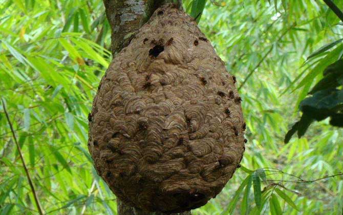 葫蘆蜂會(huì)不會(huì)蜇死人