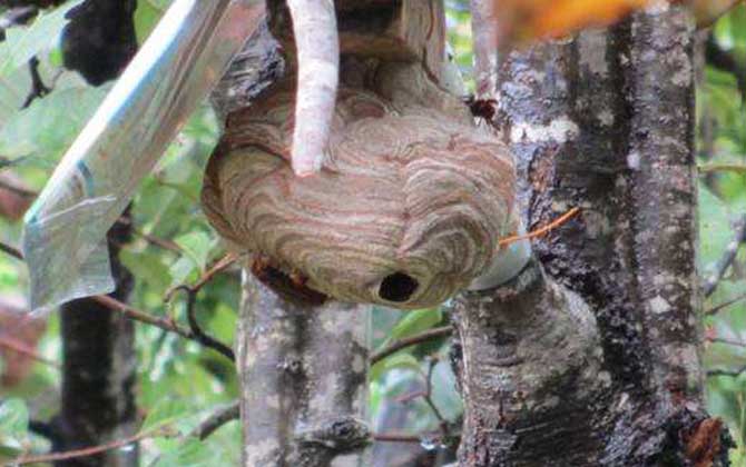 葫蘆蜂會(huì)不會(huì)蜇死人