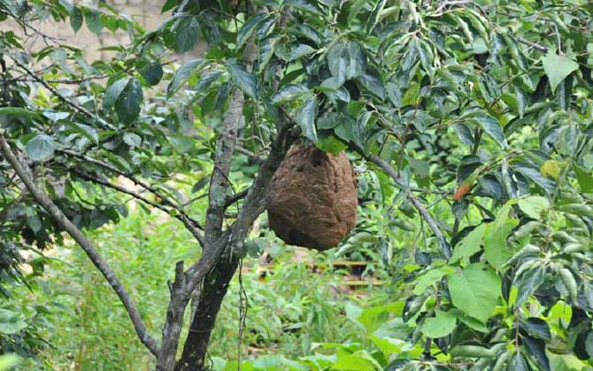 葫蘆蜂會(huì)不會(huì)蜇死人